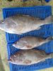 Frozen White Grouper