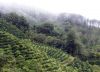 export coffee beans,co...