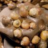 snails