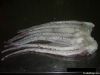GIANT SQUID FROZEN FIL...
