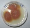 Fungal Cultures