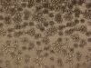 Embossed Velvet Fabric