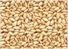 SESAME SEEDS
