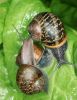 SNAILS