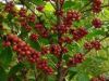 Export Robusta Coffee ...