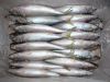 Pacific Mackerel ( Who...
