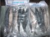 frozen mackerel in 1kg...