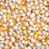 Maize | Maize Exporter...