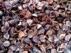 buckwheat
