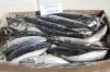 Pacific / Chub MACKERE...