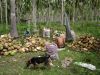 We Sell Coconut Shells...