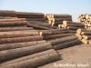 larch logs
