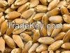 Barley