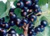 cactus extract  (Info1...