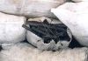 BBQ Charcoals Supplier...