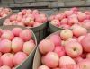 yantai red fuji apple