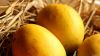 Alphonso Mango Supplier from India