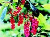 Schisandra Chinensis E...