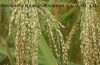 Long Grain White rice