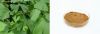Ginkgo Biloba Leaf Ext...