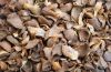 Palm Kernel Shell (PKS)