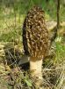 Morel Mushrooms