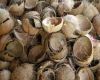 coconut shell power, c...