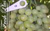 seedless grapes