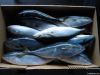 Whole Round Frozen Yellow tail from Japan
