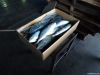 Whole Round Frozen Yellow tail from Japan