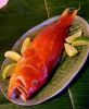 red grouper