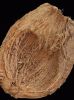 Coconut husk and Coir ...