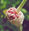 Garlic Extract Powder,...