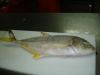 FFROZEN YELLOW TREVALLY WHOLE ROUND