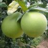 Crystal Honey Pomelo