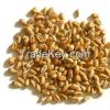 Milling Wheat Grade 1,2,3