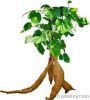 Kudzu Root Extract 80%...