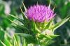Milk Thistle Extract 8...