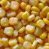 corn kernels, raw cott...