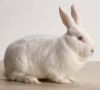 New Zealand White Rabb...