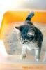 silica gel cat litter