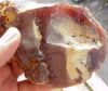Raw Amber - 'Opaq...