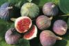 fresh fig