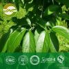 eucommia leaf extract-...