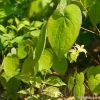 GOOD QUALITY Epimedium Extract