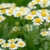 Chamomile Extract