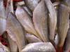 yellow croaker gutted