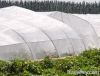 PE anti insect net/Ins...