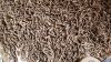Licorice Root