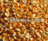 Yellow/White Corn/Maize/Corn Flour for Human and Animal consumption